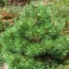 Pin Noir Nain - Pinus Nigra Nana -Arbres Fruitiers Soldes Boutique Pinus nigra Nana 1002772 1