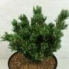 Pinus Parviflora Beran - Pin Blanc Du Japon -Arbres Fruitiers Soldes Boutique Pinus parviflora Beran 737002 1