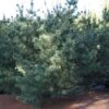 Pin Blanc Du Japon - Pinus Parviflora Bergman -Arbres Fruitiers Soldes Boutique Pinus parviflora Bergman 0738002 1