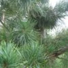 Pinus Parviflora Glauca - Pin Blanc Du Japon -Arbres Fruitiers Soldes Boutique Pinus parviflora Glauca 84209 1