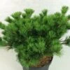 Pin Blanc Du Japon - Pinus Parviflora Kokuho -Arbres Fruitiers Soldes Boutique Pinus parviflora Kokuho 739002 1