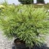 Pinus Strobus Minima - Pin De Weymouth -Arbres Fruitiers Soldes Boutique Pinus strobus Minima 88965 1
