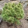 Pin Weymouth - Pinus Strobus Tiny Kurls 2 Pin Weymouth - Pinus Strobus Tiny Kurls -Arbres Fruitiers Soldes Boutique Pinus strobus Tiny Kurls V 1007971 1