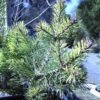 Pin Sylvestre Nain - Pinus Sylvestris Doone Valley -Arbres Fruitiers Soldes Boutique Pinus sylvestris Doone Valley 0751002 1