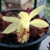Pleione Forrestii -Arbres Fruitiers Soldes Boutique Pleione forestii 1178 1
