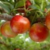 Pluot Flavor Candy - Prunus Pluot -Arbres Fruitiers Soldes Boutique PluotFlavor Candy 79215 1