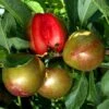 Pluot Flavor Supreme -Arbres Fruitiers Soldes Boutique PluotFlavor Supreme 79219 1