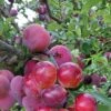 Pluot Pink Candy - Prunus Pluot 2 Pluot Pink Candy - Prunus Pluot -Arbres Fruitiers Soldes Boutique PluotPink Candy 78217 1