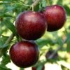 Pluot Purple Candy - Prunus Pluot -Arbres Fruitiers Soldes Boutique PluotPurple Candy 79221 1