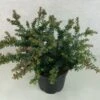 Podocarpus Lawrencii Blue Gem -Arbres Fruitiers Soldes Boutique Podocarpus lawrencii Blue Gem 755002 1