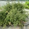 Podocarpus Des Neiges - Podocarpus Nivalis -Arbres Fruitiers Soldes Boutique Podocarpus nivalis 0757002 1