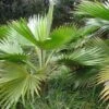 Pritchardia Hillebrandii - Palmier D'Hawaï -Arbres Fruitiers Soldes Boutique Pritchardia hillebrandii 89926 1