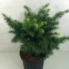 Sapin De Douglas - Pseudotsuga Menziesii Fletcheri -Arbres Fruitiers Soldes Boutique Pseudotsuga menziesii Fletcheri 759002 1