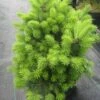 Pseudotsuga Menziesii Nyrany - Douglas - Pin De L'Oregon 2 Pseudotsuga Menziesii Nyrany - Douglas - Pin De L'Oregon -Arbres Fruitiers Soldes Boutique Pseudotsuga menziesii Nyrany 760002 1