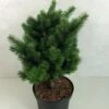 Sapin De Douglas - Pseudotsuga Menziesii Pannenhoef