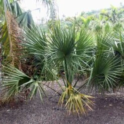 Sabal Yapa - Palmier éventail Du Yucatan