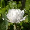 Sanguinaria Canadensis Flore Pleno - Sanguinaire -Arbres Fruitiers Soldes Boutique Sanguinaria canadensis florepleno ld weisserstier 8474 1