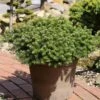 Sapin De Corée Nain - Abies Koreana Green Carpet -Arbres Fruitiers Soldes Boutique Sapin de Coree nain Abies koreana Green Carpet IF 19050 1