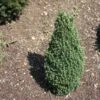 Epinette Blanche - Picea Glauca Piccolo 1 Epinette Blanche - Picea Glauca Piccolo -Arbres Fruitiers Soldes Boutique Sapinette blanche Epinette blanche Picea glauca Piccolo V 1003221 1