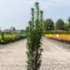If Commun - Taxus Baccata Fastigiata Black Tower 1 If Commun - Taxus Baccata Fastigiata Black Tower -Arbres Fruitiers Soldes Boutique Taxus baccata Black Tower IF 1008762 1