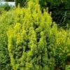 Taxus Baccata David - If Colonnaire Panaché -Arbres Fruitiers Soldes Boutique Taxus baccata David 88434 1