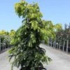 Taxus Baccata Dovastonii Aurea - If Doré -Arbres Fruitiers Soldes Boutique Taxus baccata Dovastonii Aurea 84348 1