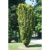 Taxus Baccata Fastigiata Aurea - If Commun Doré -Arbres Fruitiers Soldes Boutique Taxus baccata Fastigiata Aurea 87351 1