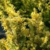 If Commun - Taxus Baccata Kupfergold -Arbres Fruitiers Soldes Boutique Taxus baccata Kupfergold copyright 1002851 1