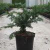 Taxus Baccata Repandens - If Commun -Arbres Fruitiers Soldes Boutique Taxus baccata Repandens 84351 1