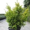 Taxus Baccata Semperaurea - If Commun Doré. 1 Taxus Baccata Semperaurea - If Commun Doré. -Arbres Fruitiers Soldes Boutique Taxus baccata Semperaurea 84352 1