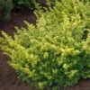Taxus Baccata Summergold - If Commun Doré -Arbres Fruitiers Soldes Boutique Taxus baccata Summergold 87353 1