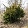 Taxus Media Densiformis - If Hybride 2 Taxus Media Densiformis - If Hybride -Arbres Fruitiers Soldes Boutique Taxus media Densiformis 84353 1