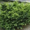 Taxus Media Emerald Spreader - If Hybride 1 Taxus Media Emerald Spreader - If Hybride -Arbres Fruitiers Soldes Boutique Taxus media Emerald Spreader V 873541 1