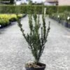 Taxus Media Hillii - If Hybride -Arbres Fruitiers Soldes Boutique Taxus media Hillii 87355 1