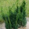Taxus X Media Hicksii - If Hybride -Arbres Fruitiers Soldes Boutique Taxus x media Hicksii 82230 1
