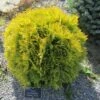 Thuya Du Canada - Thuja Occidentalis Amber Glow -Arbres Fruitiers Soldes Boutique Thuja occidentalis Amber Glow LD 1008781 1