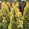 Thuya Du Canada - Thuja Occidentalis Jantar -Arbres Fruitiers Soldes Boutique Thuja occidentalis Jantar V 1008811 1