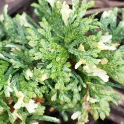 Thuja Orientalis Fleck - Thuya De Chine Ou Thuya D'Orient