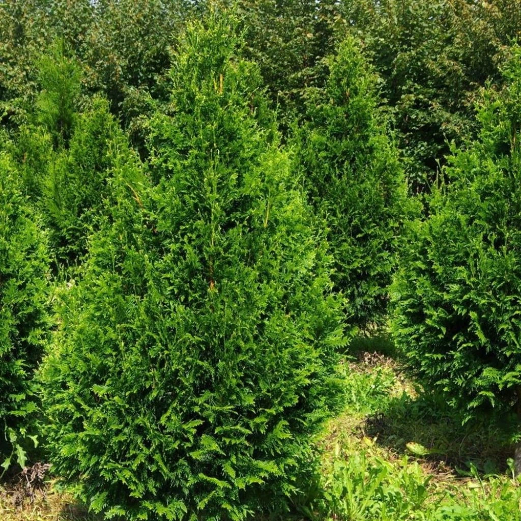 Thuja Plicata Can-Can - Thuya Compact 3 Thuja Plicata Can-Can - Thuya Compact