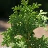 Thuya Du Canada - Thuja Occidentalis Degroot's Spire -Arbres Fruitiers Soldes Boutique Thuja occidentalis Degroot s Spire LD Wikimedia DJ.Stang 1002252 FE