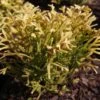 Thuya Du Japon - Thujopsis Dolobrata Solar Flare -Arbres Fruitiers Soldes Boutique Thujopsis dolobrata SOLAR FLARE 84364 1