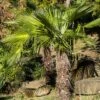 Palmier De Chine - Trachycarpus Fortunei -Arbres Fruitiers Soldes Boutique Trachycarpus fortunei copyright 95262 1