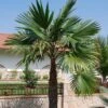 Trachycarpus Latisectus - Palmier Windamere -Arbres Fruitiers Soldes Boutique Trachycarpus latisectus 89964 1