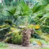 Trachycarpus Wagnerianus - Palmier Miniature -Arbres Fruitiers Soldes Boutique Trachycarpus wagnerianus 82233 P