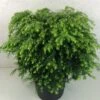 Tsuga Canadensis Jeddeloh - Pruche Du Canada -Arbres Fruitiers Soldes Boutique Tsuga canadensis Jeddeloh 774002 1