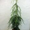 Pruche Du Canada - Tsuga Canadensis Pendula -Arbres Fruitiers Soldes Boutique Tsuga canadensis Pendula 776002 1