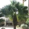 Washingtonia Filifera - Palmier à Jupon -Arbres Fruitiers Soldes Boutique Washingtonia filifera 82236 1