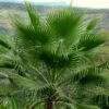 Washingtonia Robusta - Palmier Du Mexique 2 Washingtonia Robusta - Palmier Du Mexique -Arbres Fruitiers Soldes Boutique Washingtonia robusta 82235 1