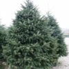 Sapin De Noël De Nordmann - Abies Nordmanniana -Arbres Fruitiers Soldes Boutique abies nordmanniana 85230 1