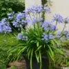 Agapanthe Pitchoune Blue -Arbres Fruitiers Soldes Boutique agapanthus pitchoune blue 0524 1